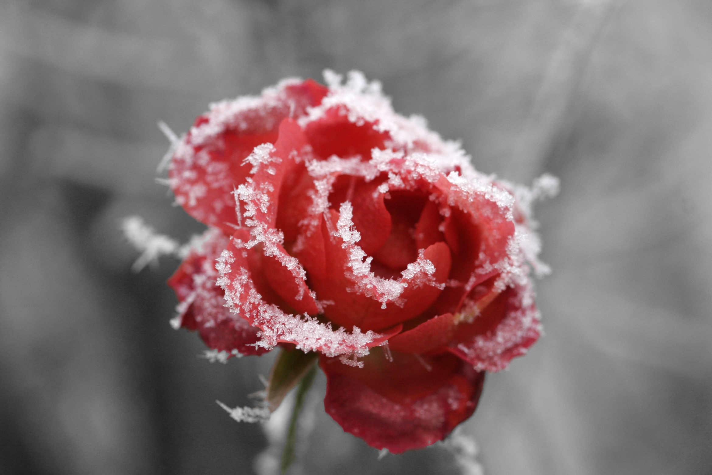 Frosted_rose_01 - Glad Tidings Church (Sudbury)