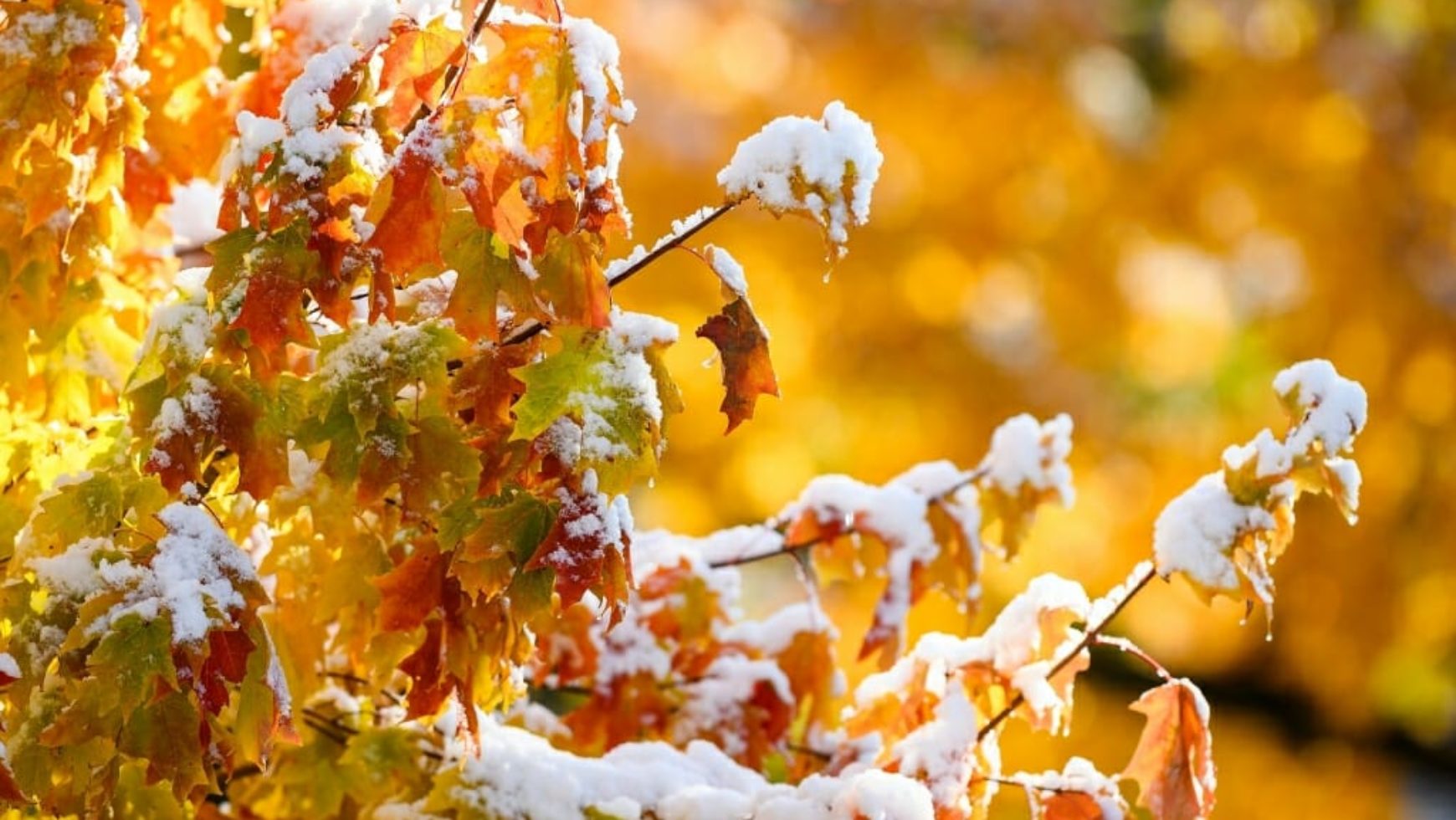 Clothed in Brilliance: White as Snow
