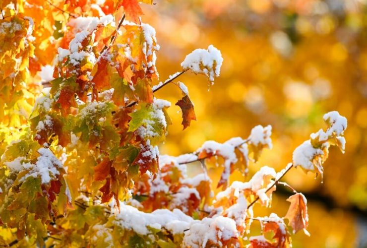 Clothed in Brilliance: White as Snow